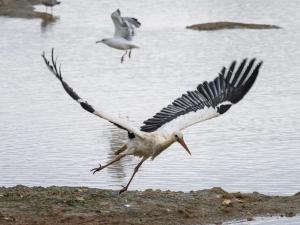 stork and stroller 2018